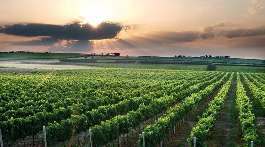 Borgo di Colloredo: Vini di Eccellenza e Tradizione Molisana