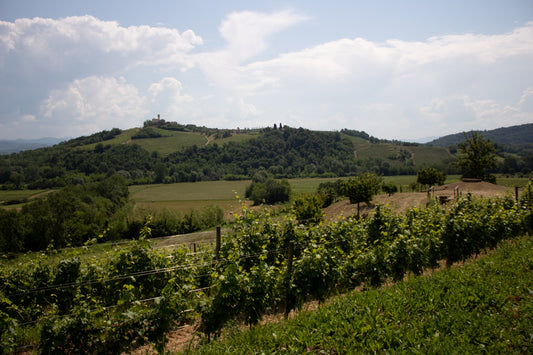 Canus: Vini di Carattere dalla Terra Friulana