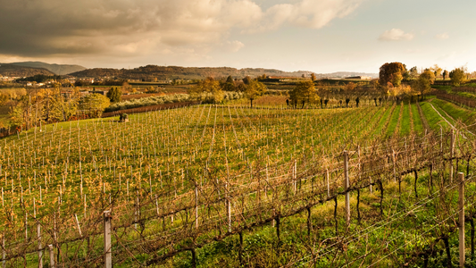 Franciacorta: il Vino che Incanta tra Storia e Tradizione