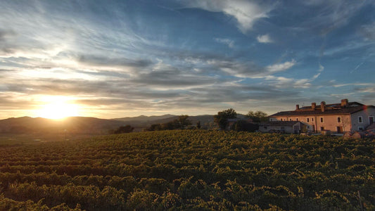 Cantina Cenci: Un Viaggio Tra Ecologia e Innovazione nel Cuore dell'Umbria