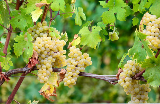 Arneis: Il Bianco Pregiato del Piemonte