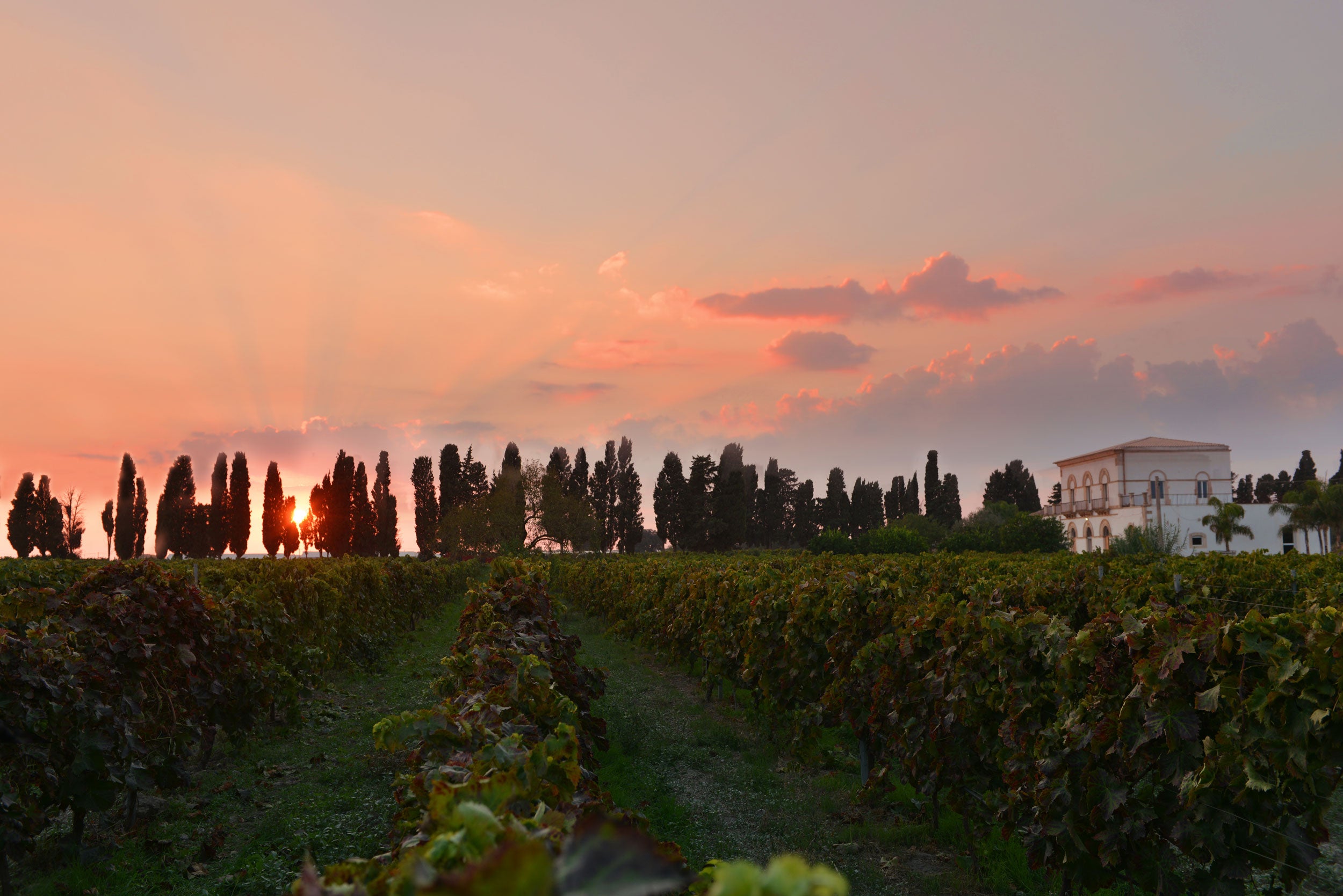 Tenuta Santo Spirito - Drinkaly