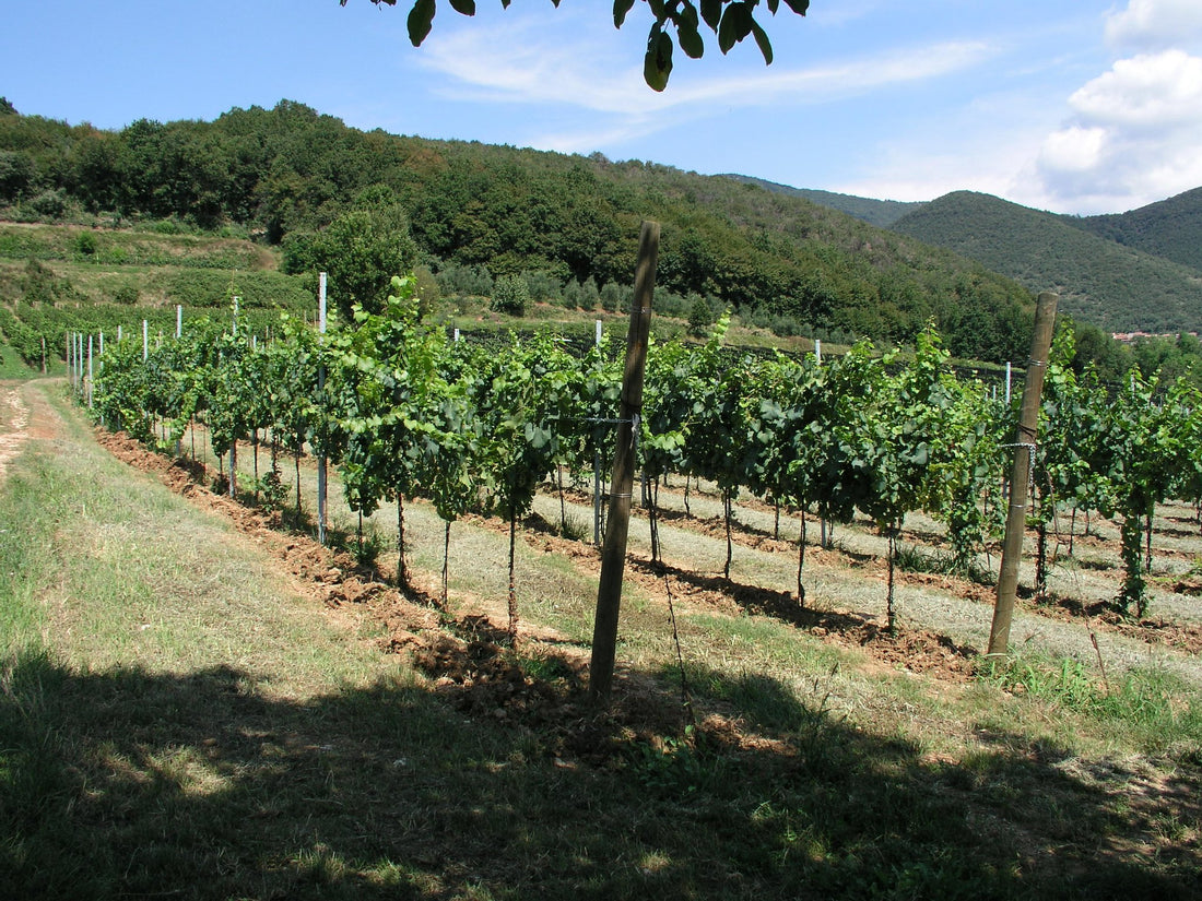 La Magia delle Bollicine Rizzini: Un Franciacorta di Pura Espressione