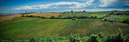 Catabbo: L'Orgoglio del Vino Molisano nel Panorama Internazionale