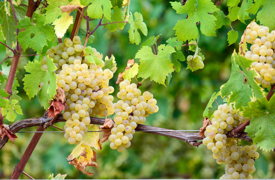 Arneis: Il Bianco Pregiato del Piemonte