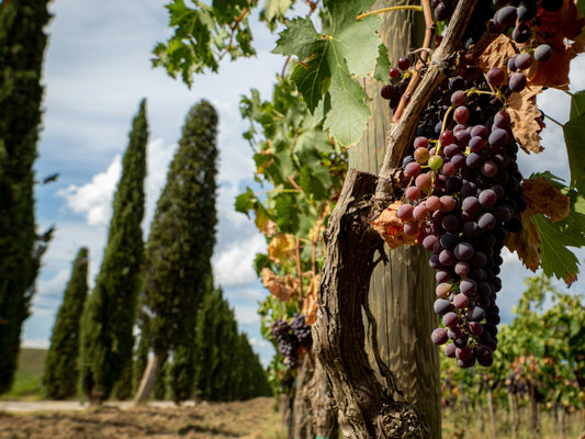 SuperTuscan: Un Viaggio tra le Eccellenze