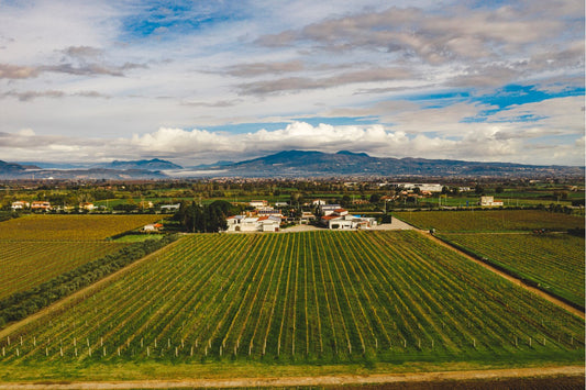 La Storia e l'Innovazione di Villa Matilde Avallone: Un Viaggio nel Mondo del Vino Campano